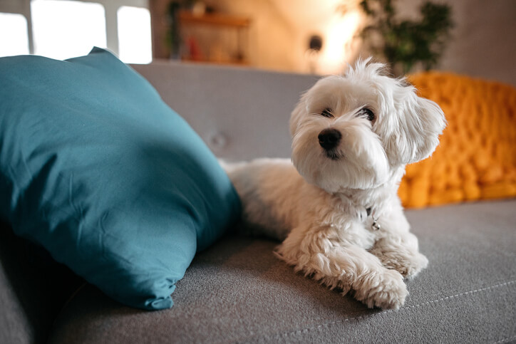 Dog On Couch